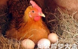  ,老母鸡孵小鸡注意事项？